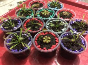 (Créditos: Mercado Libre México)