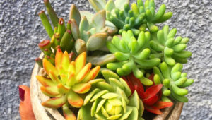 Bazar de cactus, suculentas y bons&aacute;is | Agosto 2018