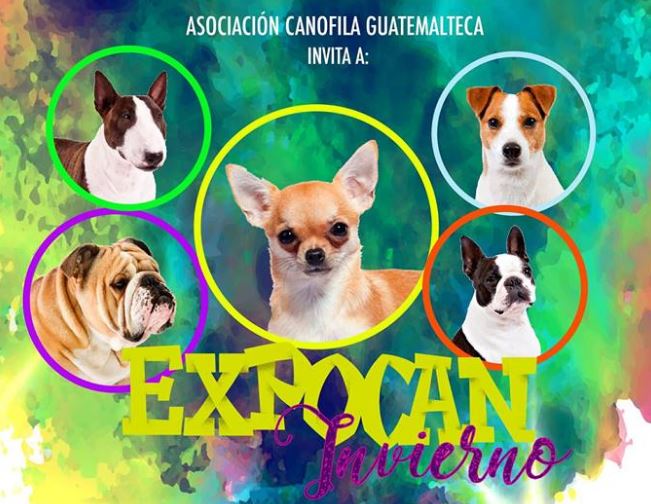 (Créditos: Acangua Asociación Canófila Guatemalteca)