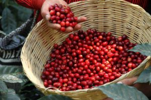 (Créditos: Asociación Nacional del Café Guatemala)