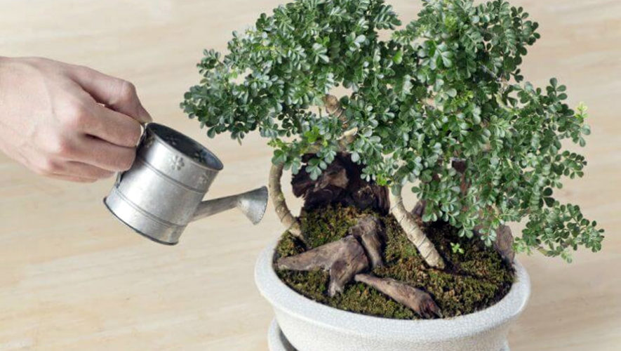 Curso para aprender a cultivar bons&aacute;is | Septiembre - Octubre 2018