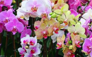 (Créditos: Monverd Floristeria Vilanova Moda Decoracion)