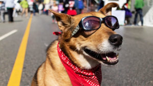 Bazar para mascotas en Guatemala | Noviembre 2018