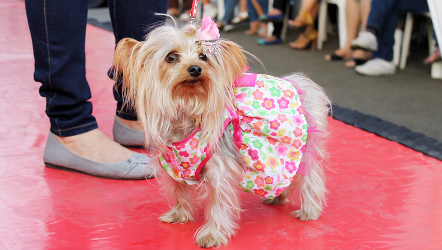Fashion show de perritos en adopción en Guatemala