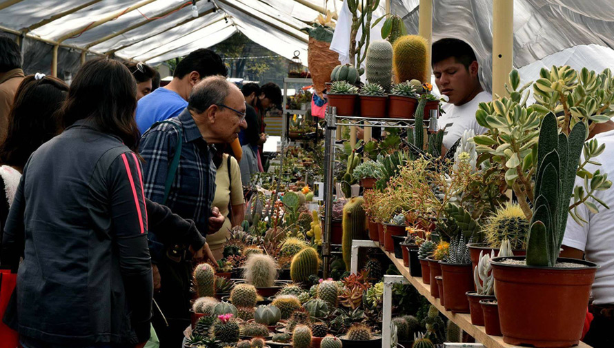 Festival navideño de suculentas, cactus y plantas exóticas