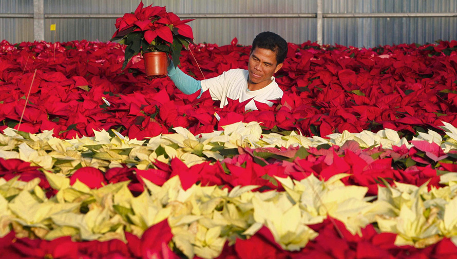 (Créditos: efeagro.com)