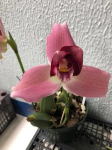 (Foto: Asociación Guatemalteca de Orquideología - AGO- Oficial)