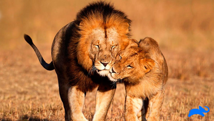 Antonio Campollo creó la animación 2D del nuevo logo de Animal Planet