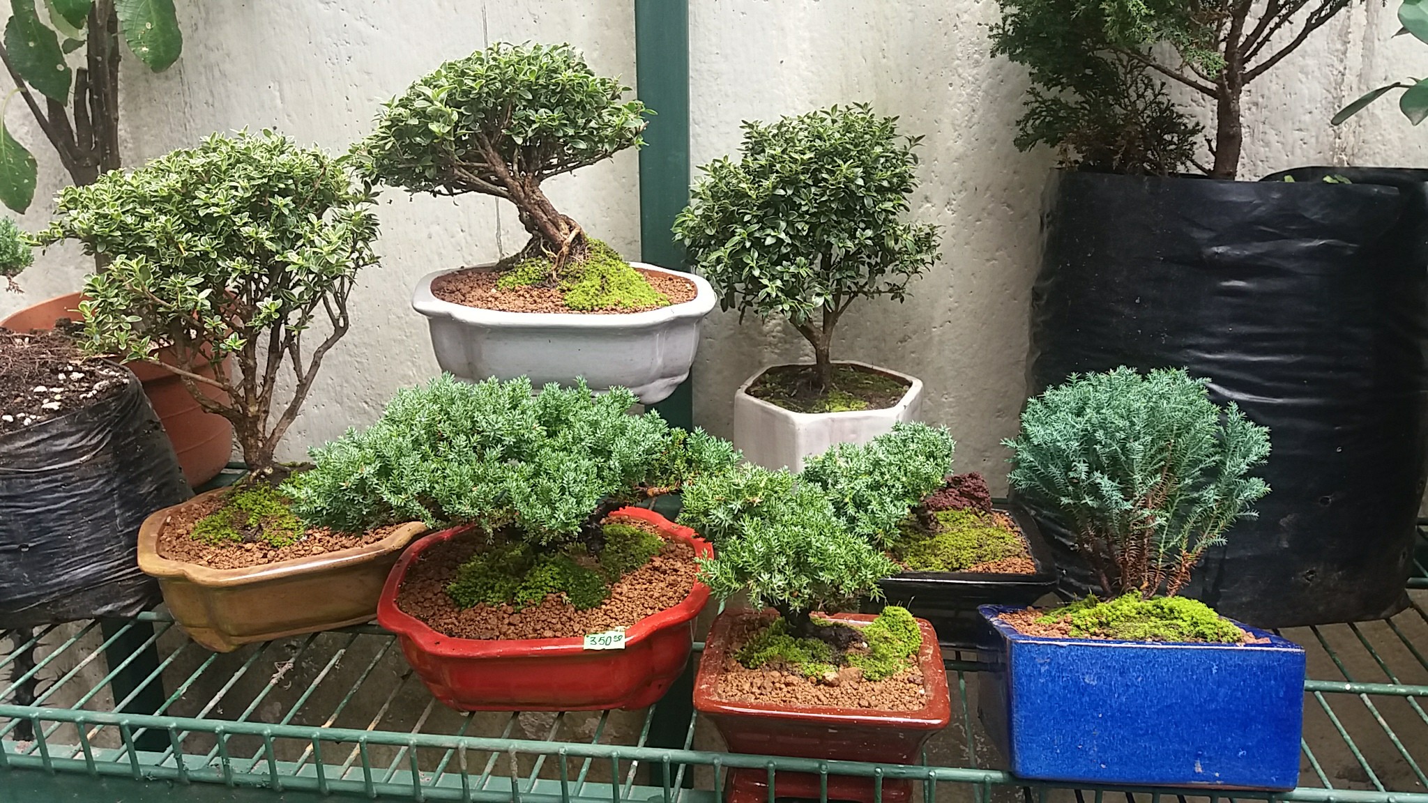 Jardinería