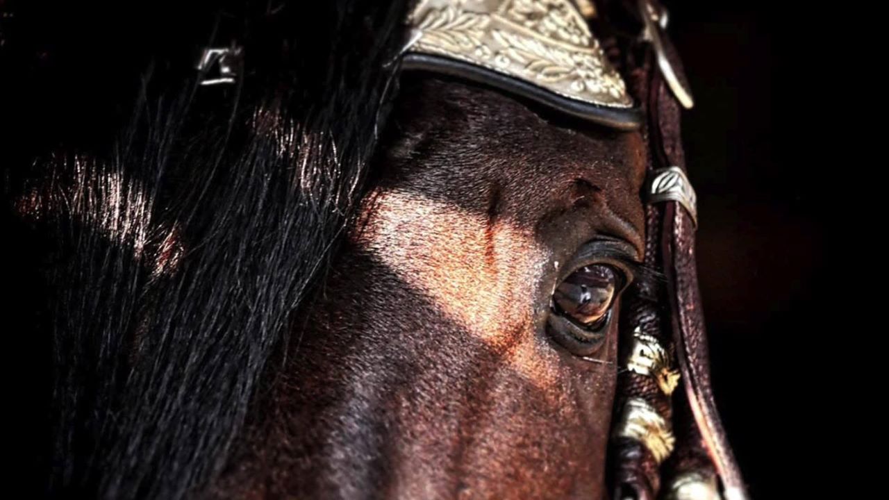 Caballos Peruanos