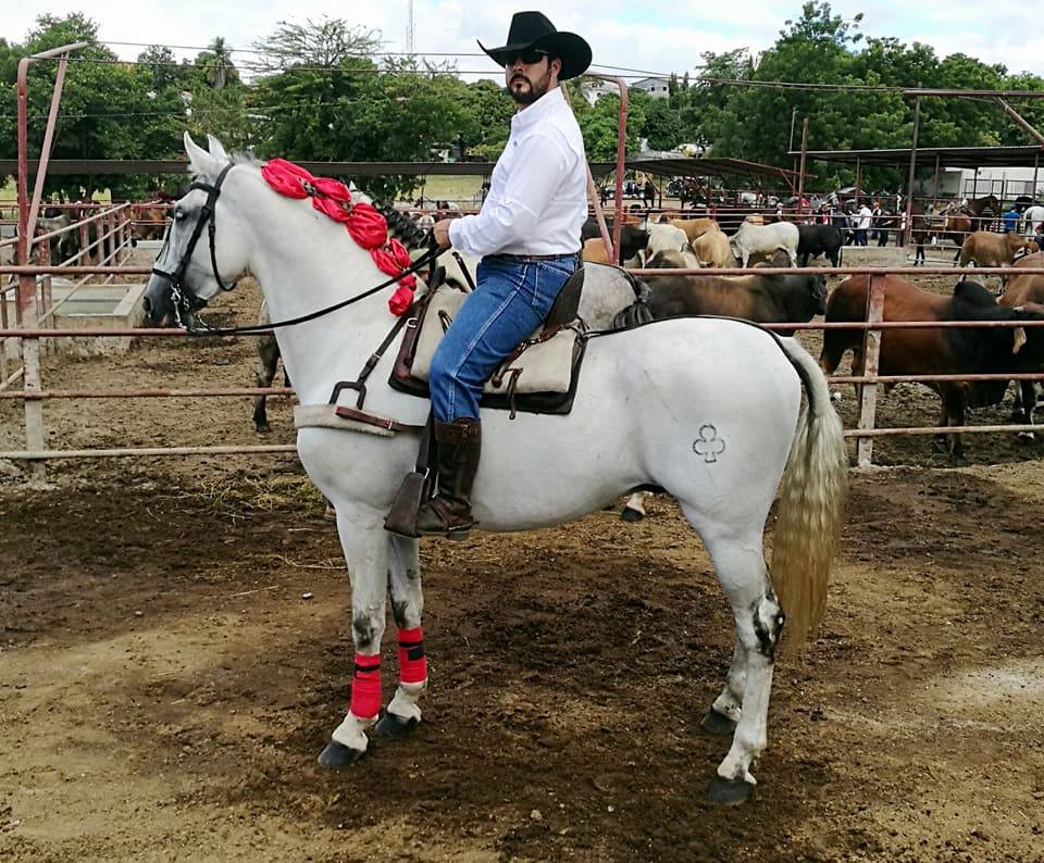 caballos