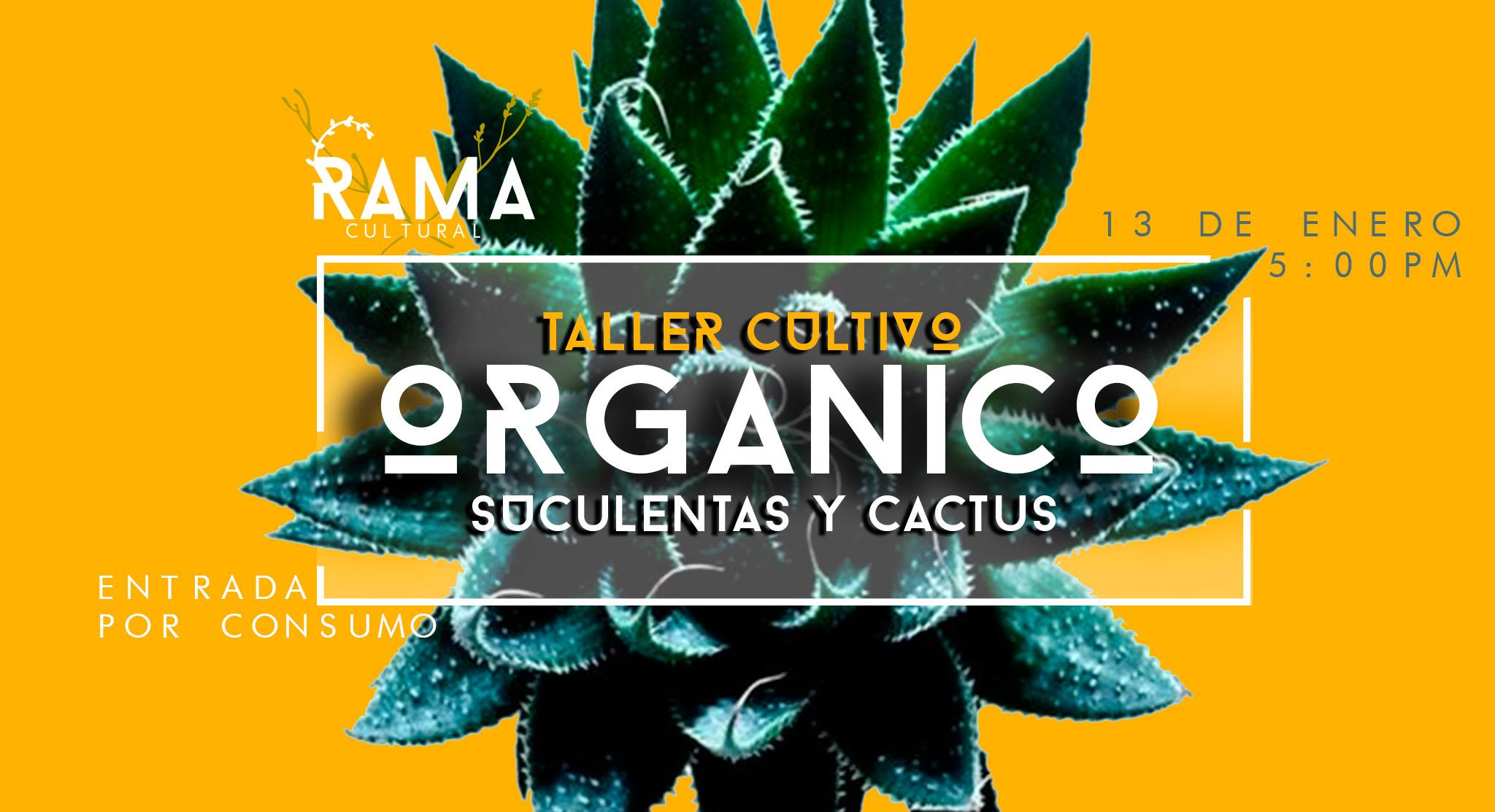 Taller de Suculentas y Cactus