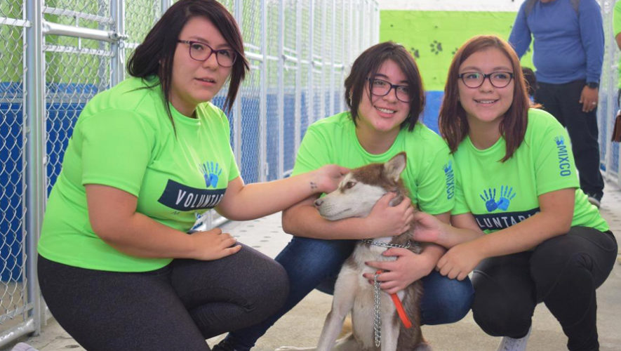 Buscan voluntarios para el Albergue Municipal de Mascotas en Mixco