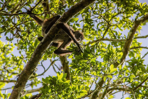 Cómo pasar un día en las ruinas de Tikal, según Globe Guide