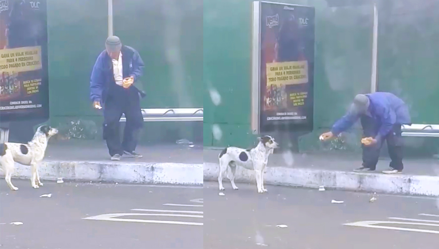 Guatemalteco le dio comida a un perro sin hogar en la Ciudad de Guatemala