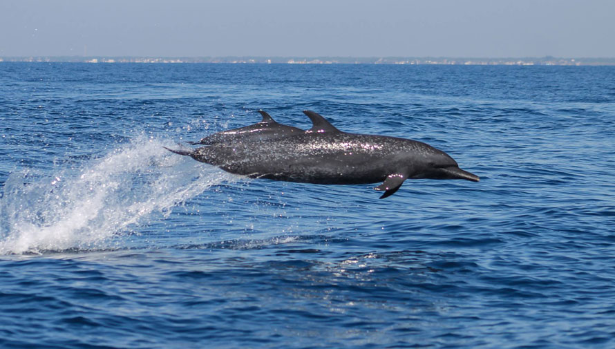 delfines