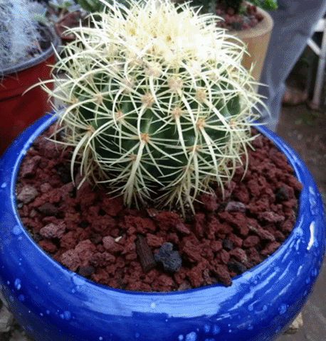 jardineria