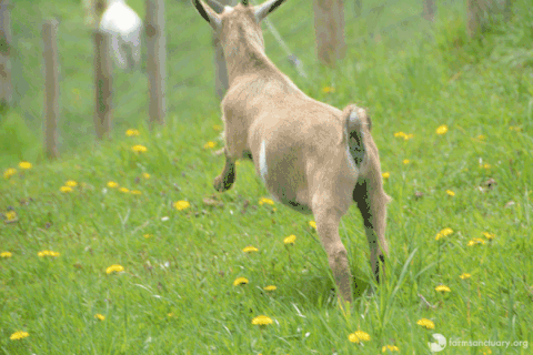 Granja Interactiva