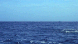 delfines