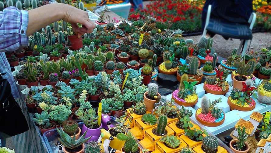 Festival de suculentas, cactus y plantas exóticas en la Ciudad de Guatemala