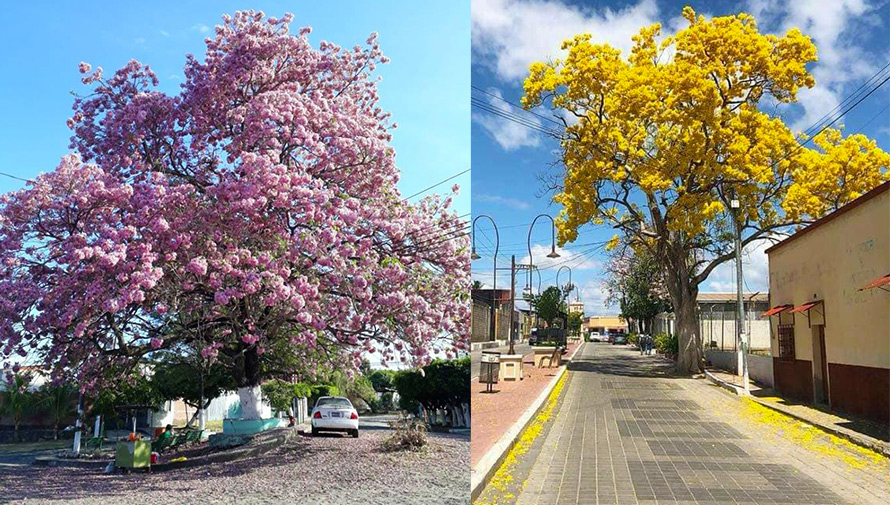 Los coloridos Árboles de Semana Santa en Guatemala