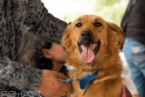 Realizarán concierto a cambio de comida para perros en la Ciudad de Guatemala
