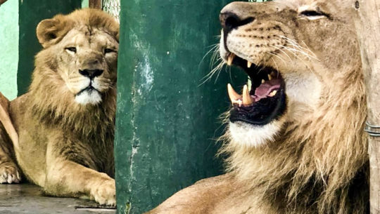 Tomás y El Guapo son los nuevos leones del Zoológico La Aurora