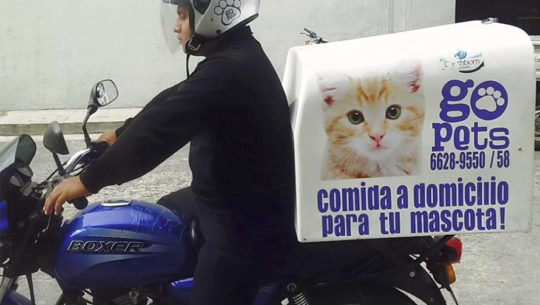 Go Pets, el servicio a domicilio para mascotas en Guatemala