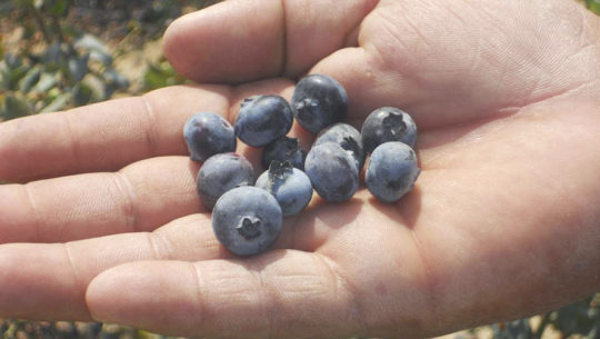 Se entregará la primera exportación de arándano de Guatemala a Estados Unidos
