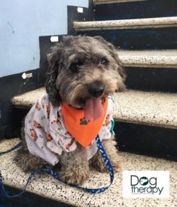 (Créditos: DOG Therapy AAA)