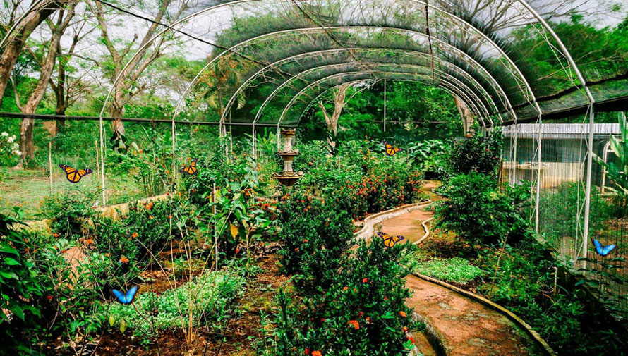 Increíbles mariposarios y aviarios que existen en Guatemala