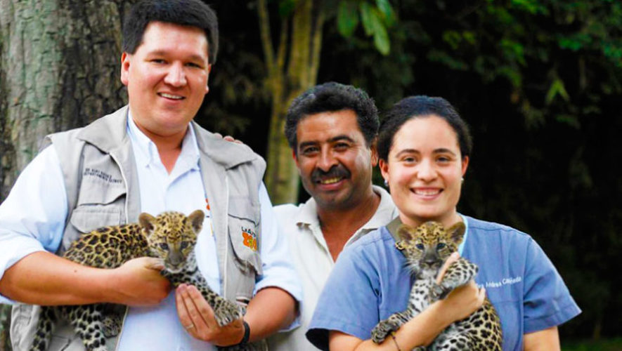Convocatoria para ser voluntario del Zoológico La Aurora en Guatemala para el 2019