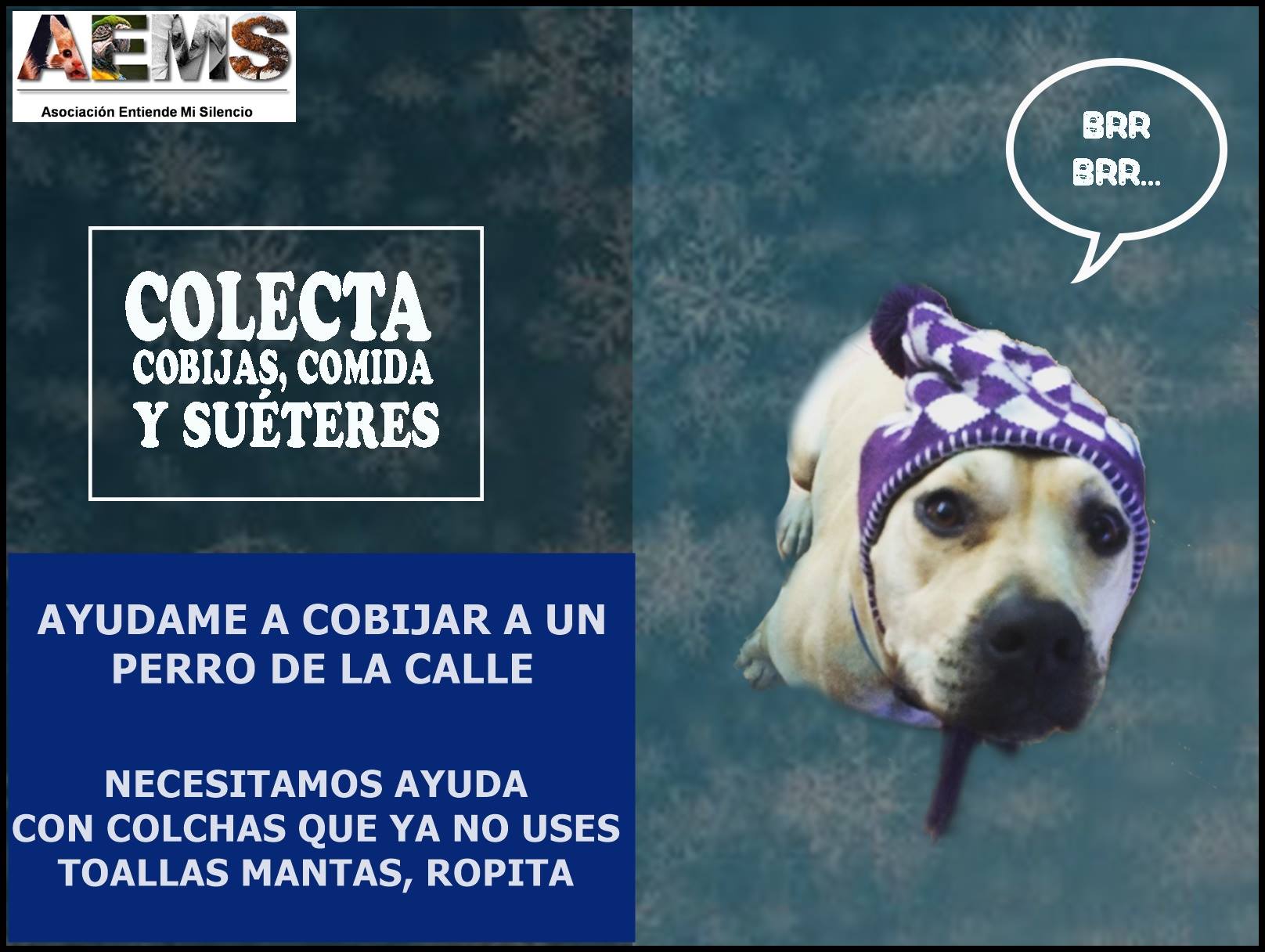 Recaudan frazadas para perritos rescatados en la Ciudad de Guatemala en 2019