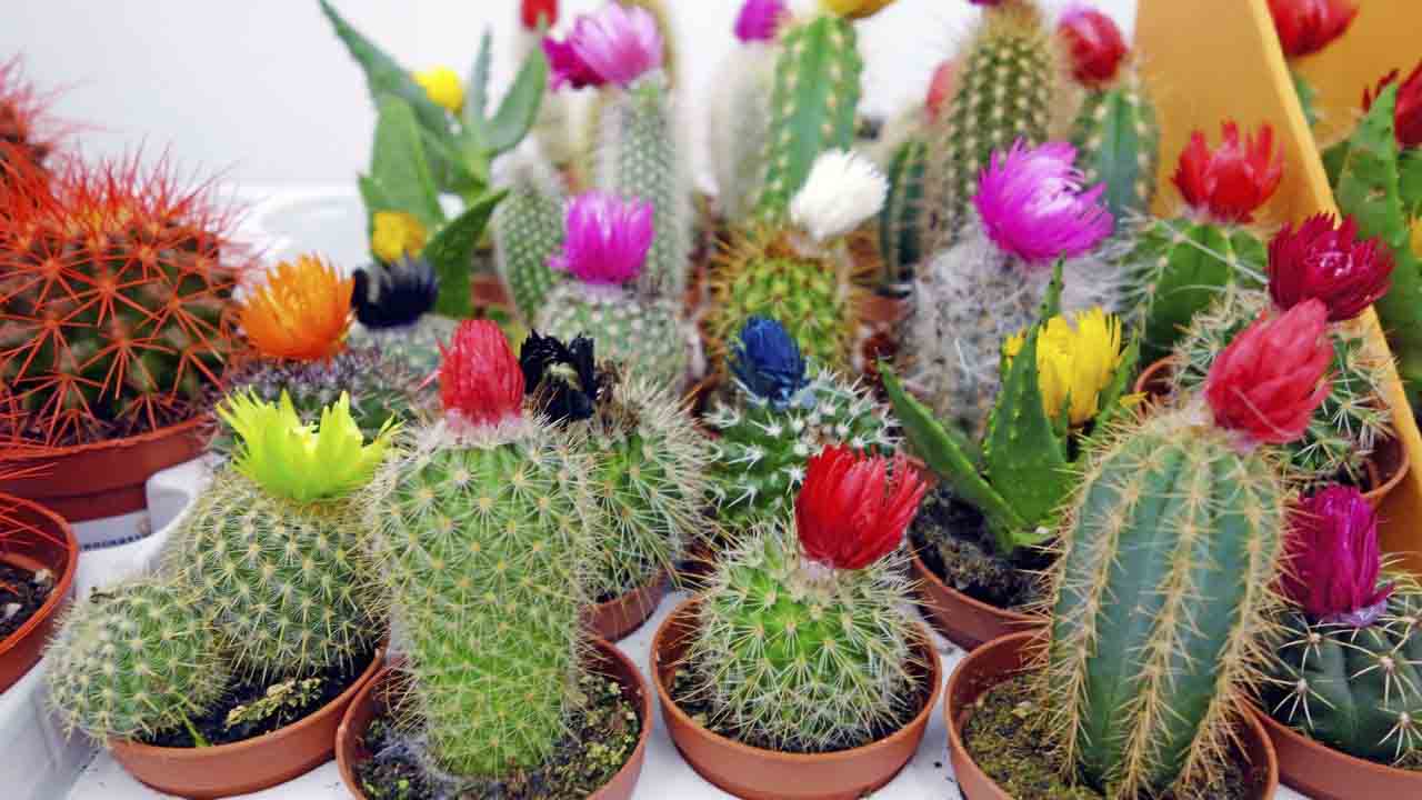 (Foto: Jardineria On)