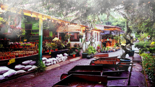 la cafetería ubicada dentro de un vivero en la Ciudad de Guatemala