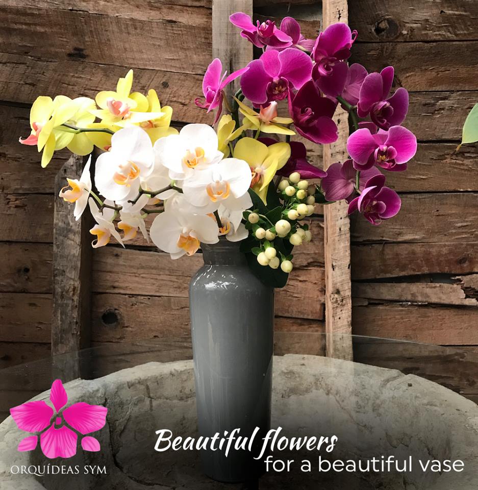 (Foto: Orquídeas SyM)