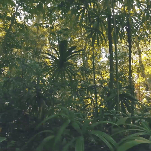 Concesiones Forestales Comunitarias han preservado los bosques de Guatemala