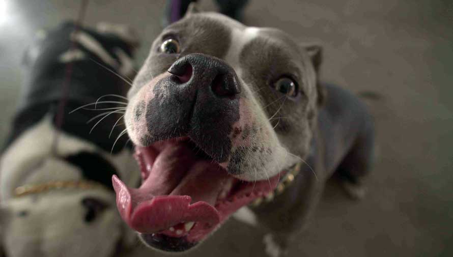 (Foto: PetFest)