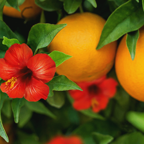 Quezalteca trajo nuevas combinacioes sabores tropicales a Guatemala