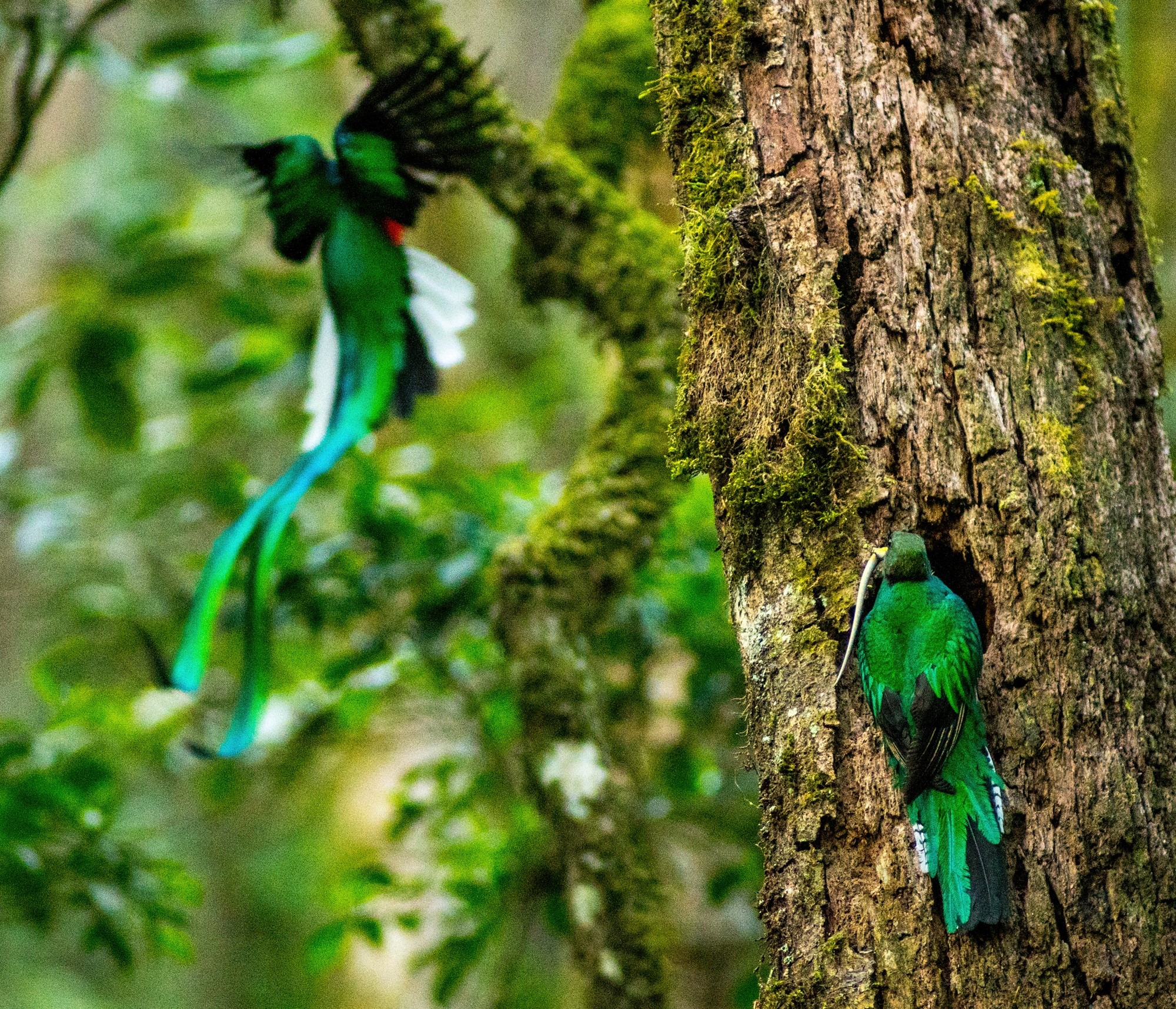 Serpiente emplumada guatemalteco