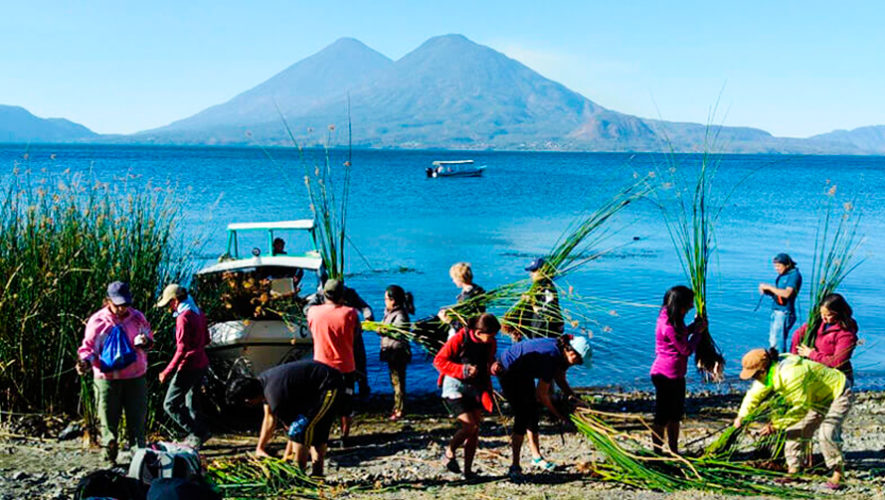 Guatemaltecos siembran tul para conservar el Lago de Atitlán, Sololá