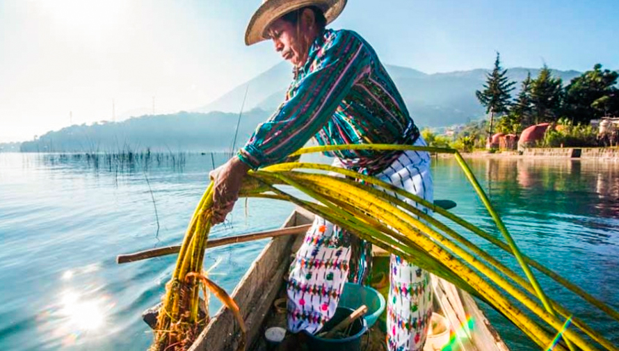 Siembran plantas que reducen la contaminación en el Lago de Atitlán