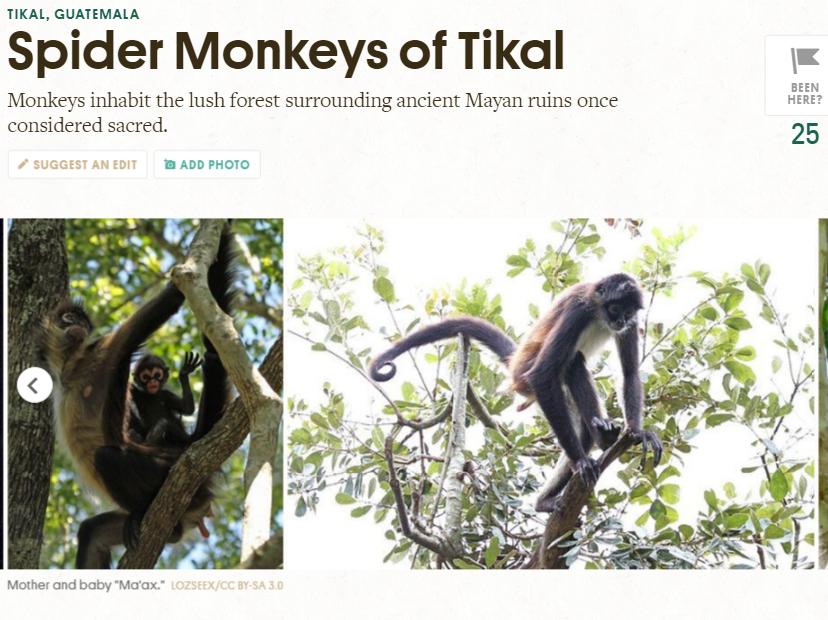 Atlas Obscura dio a conocer a los monos araña que habitan en el Parque Nacional Tikal