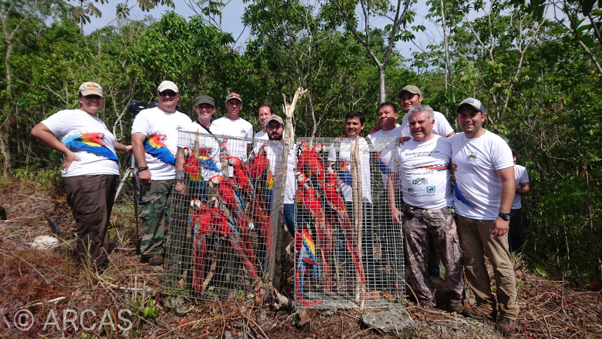 Guacamayas liberadas en el Parque Nacional Sierra Lacandón, Petén