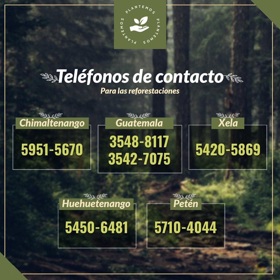 Buscan voluntarios para sembrar árboles en Guatemala 