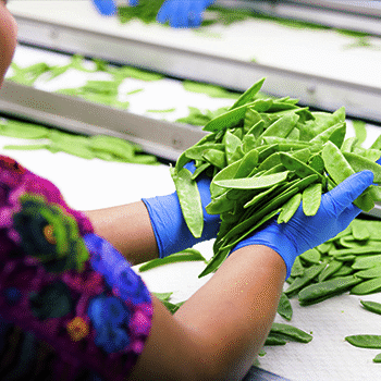 Grupo DetPon cumplió 27 años de exportar fruta y vegetales guatemaltecos