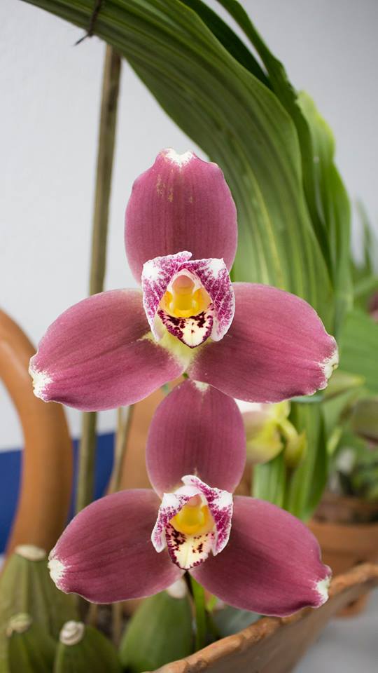 (Foto: Asociación Guatemalteca de Orquideología)