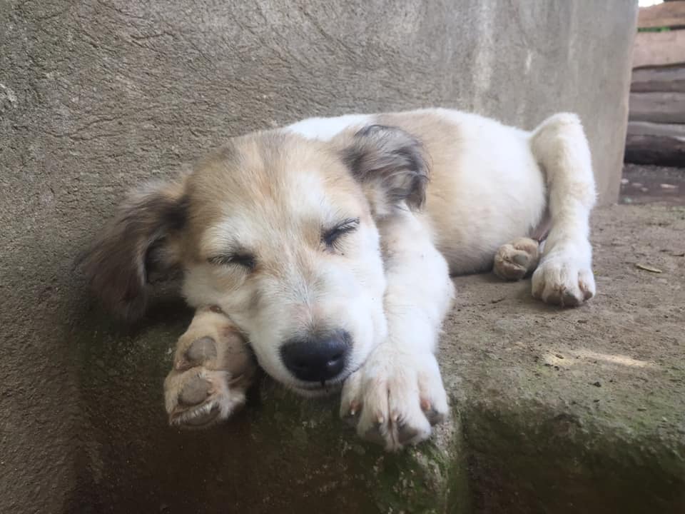 (Foto: Huellitas De Esperanza)