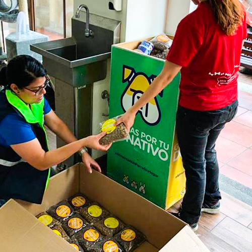 Recaudan concentrado para perritos rescatados en la Ciudad de Guatemala durante 2019