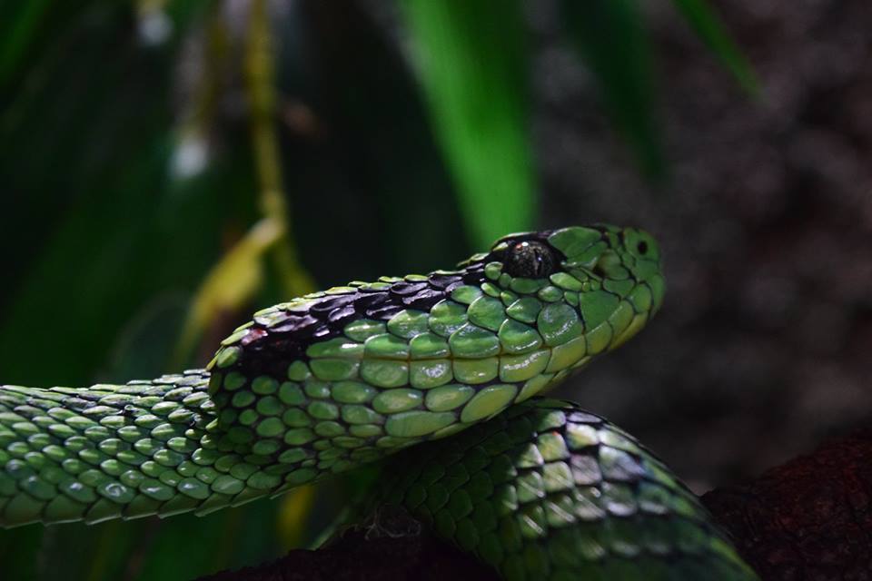 (Foto: Fernando García)